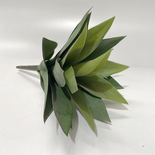 GREENERY, Succulent - Agave Plant Small (15-20cm)